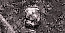 Circulated-1974-S-Lincoln-Memorial-Cent-Mint-Mark-Error